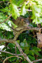 Brown Rat (Rattus norvegicus), commonly found in urban areas, sewers, and farmland across the world