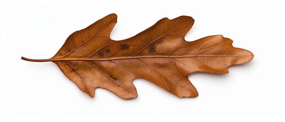 Naklejka premium A dried oak leaf with distinct shapes and warm brown tones, highlighted against a white background.