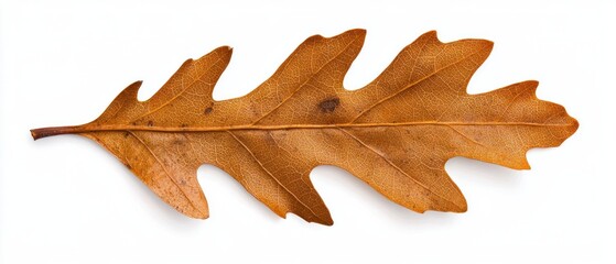 Fototapeta premium A detailed, dried oak leaf showcasing intricate textures and warm autumnal hues against a white background.