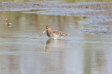 レンコン畑のタシギ
