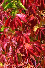 Winobluszcz pięciolistkowy - kolorowe pnącze. Naturalna ozdoba ogrodzeń, płotów, starych murów i  ścian domów © grzegorz