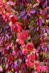 Winobluszcz pięciolistkowy - kolorowe pnącze. Naturalna ozdoba ogrodzeń, płotów, starych murów i  ścian domów © grzegorz