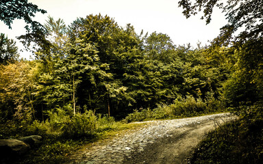 Road in forest, Polish nature.