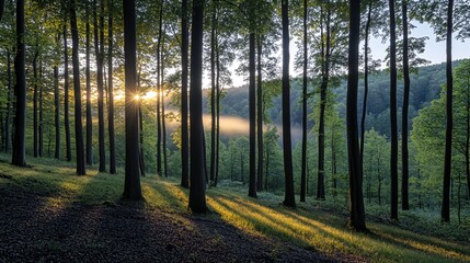 Fototapeta premium Sunbeams illuminate a forest, casting long shadows.