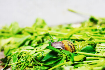 Garden snail crawling on green leaves.