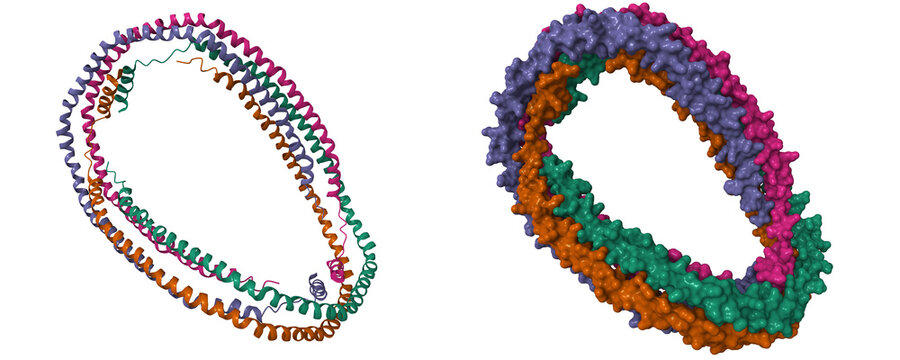Crystal structure of truncated human apolipoprotein A-I. 3D cartoon and molecular surface models, PDB 1av1