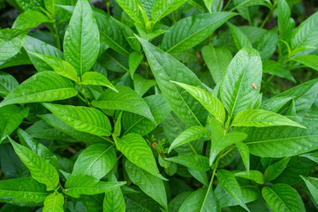 Leaf of indian medicale Justicia adhatoda.