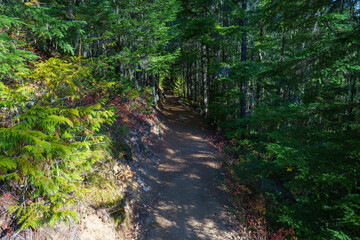 Roosevelt Grove of Ancient Cedars