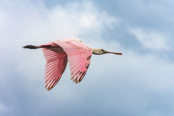 Obraz premium Roseate Spoonbill