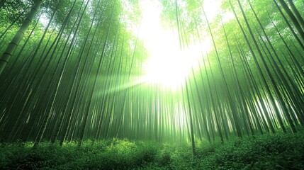 Sunlight streams through a dense bamboo forest, creating a magical atmosphere.
