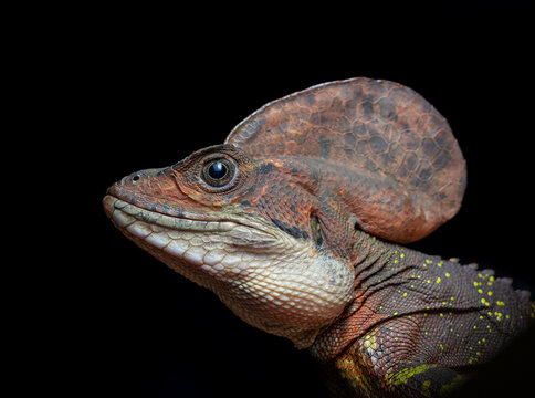 Basiliscus galeritus - Western basilisk