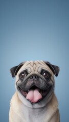 Obraz premium Pug with Tongue Out and Happy Expression, Facing Camera with Joyful Look