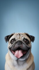 Pug Dog Facing Camera, Mouth Open and Tongue Out, Happy and Playful Expression