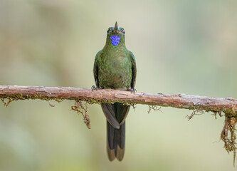 Colibri - 