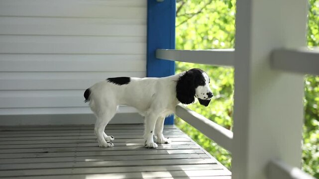 A white spaniel with black spots is standing on the balcony of a white wooden house and looking at the street