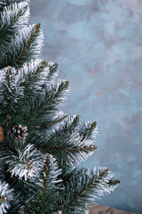 paws of a Christmas tree in close-up and an empty background for the design of the copy space