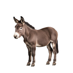 Obraz premium Donkey standing with brown fur, ears perked, facing forward, transparent background