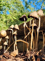 mushrooms growing on a tree in the forest, close-up