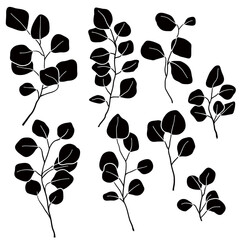 illustration of eucalyptus branch isolated on white background