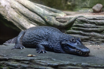 large crocodile up close 