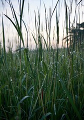 photo of morning dew on the grass, looks natural