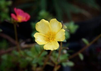 close up photo of beautiful yellow flowers in the garden
