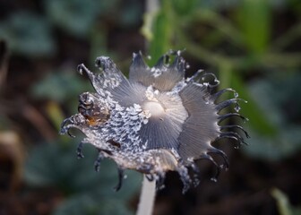 photo of poisonous garden mushroom, black in color with long stem