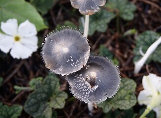 photo of poisonous garden mushroom, black in color with long stem