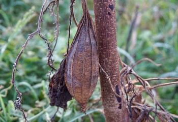 close up photo of vegetables that are old and dry still on the tree