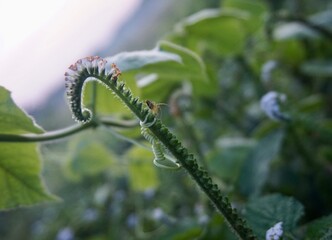 photo of wild horsewhip plant with purple flowers