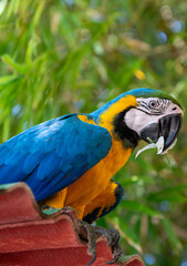 Brazilian macaw
