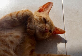 photo of orange cat sleeping on the floor with cute pose