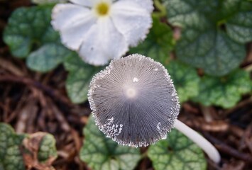 Close up photo of poisonous black mushrooms, which grow in rice fields, these mushrooms cannot be consumed