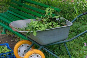 Pruning rose bushes in wheelbarrow in garden. Pile of cut branches in park. Gardening and landscaping.
