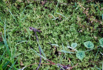 photo of fresh looking green grass