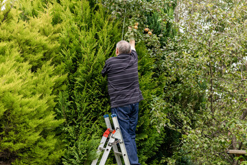 Obraz premium Man on ladder uses steel pole to hook high tree branches to pick ripe Egremont Russet dessert apple from garden tree