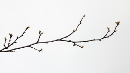 Fototapeta premium Branch with budding flowers on white background, natural minimalism concept