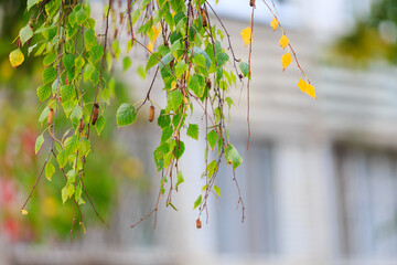 A tree with green leaves and brown branches