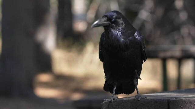 Close up of a raven perched on a picnic table.