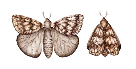 Naklejka premium Gray brown moth set, with wings folded and spread, watercolor illustration. Lepidoptera insect isolated from background. for festive design, interior, textiles, printing