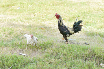 Rooster, male chicken looking for food