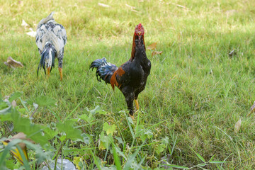 Rooster, male chicken looking for food