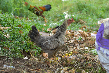 A hen with her chicks looking for food