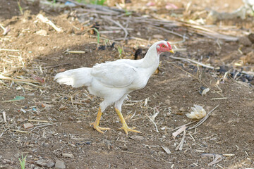 Hen, white chicken looking for food in the field