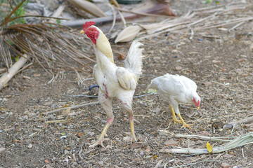 Rooster, male chicken looking for food