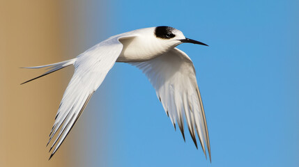 Fototapeta premium Soaring Arctic terns glide gracefully through clear blue sky
