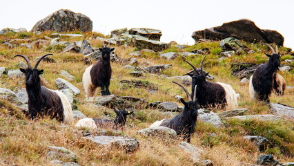 ブラウヘルトからスネガへのトラッキング　ヴァレーブラックネック　　スイス　ツェルマット