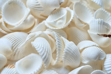 テーブルに置かれたたくさんの白い貝殻