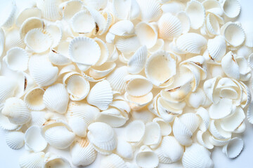 テーブルに置かれたたくさんの白い貝殻