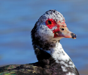 Beautiful and colorful birds in ecological reserves 